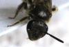 Lasioglossum sp.